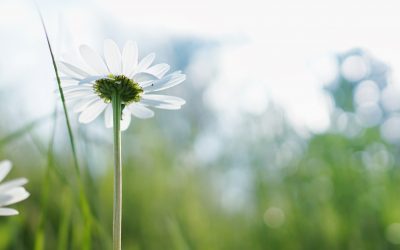 What perspective does to you